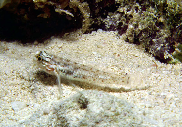 Coryphopterus dicrus