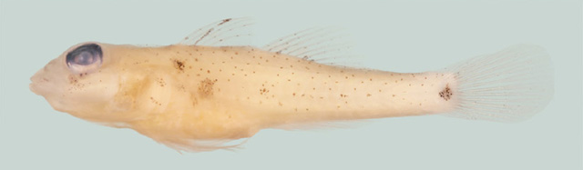 Fusigobius gracilis