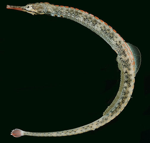 Corythoichthys haematopterus