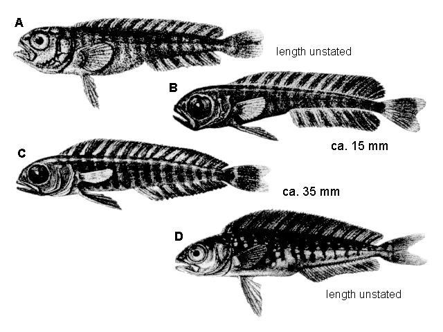 Coryphaena hippurus