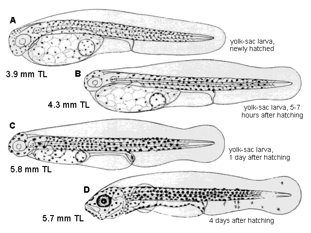 Coryphaena hippurus