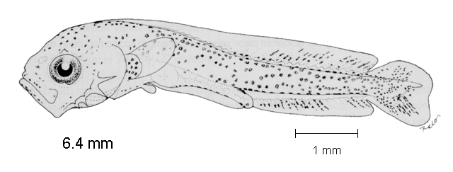 Coryphaena hippurus