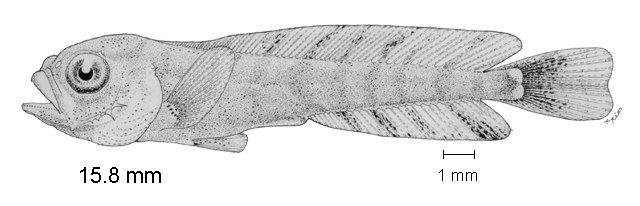 Coryphaena hippurus