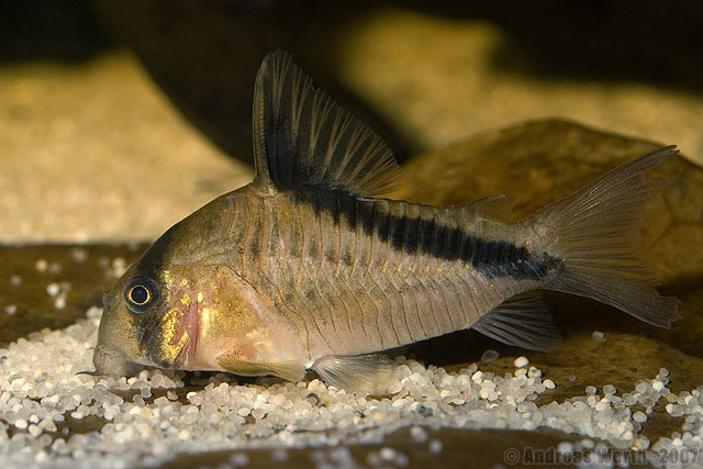 Corydoras melini