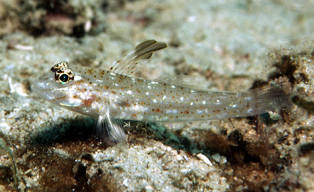 Fusigobius melacron