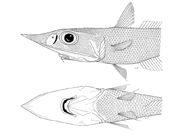 Coelorinchus obscuratus