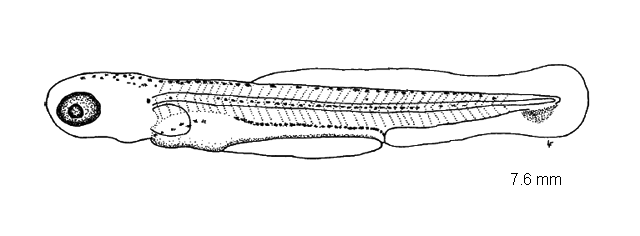 Couesius plumbeus