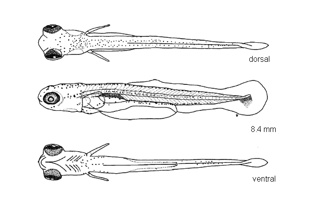 Couesius plumbeus