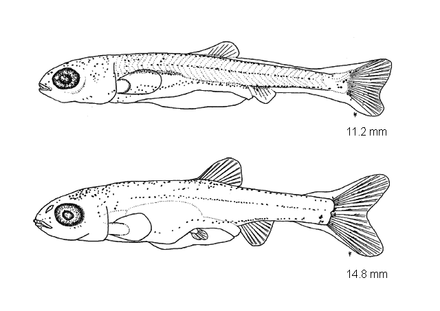 Couesius plumbeus