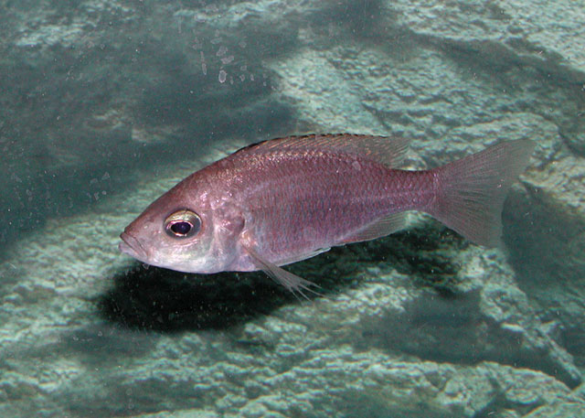 Copadichromis virginalis