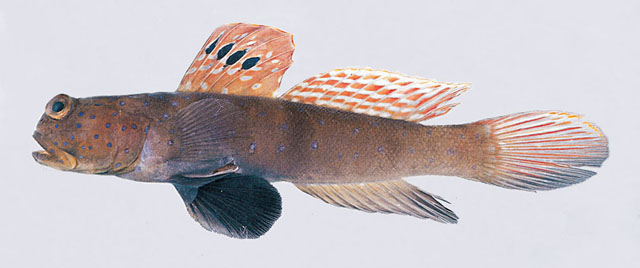 Cryptocentrus pavoninoides