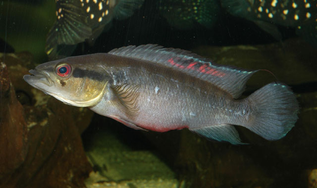 Crenicichla proteus