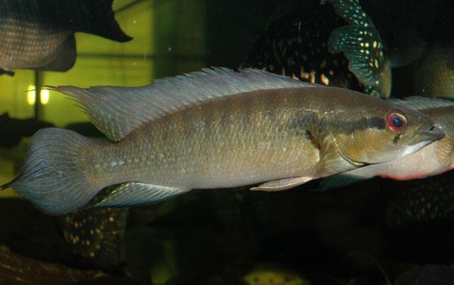 Crenicichla proteus