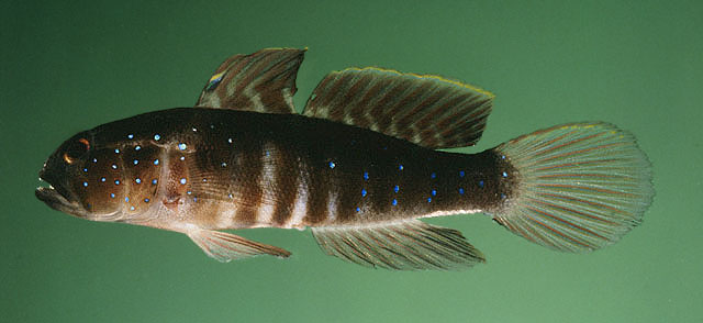 Cryptocentrus cyanospilotus