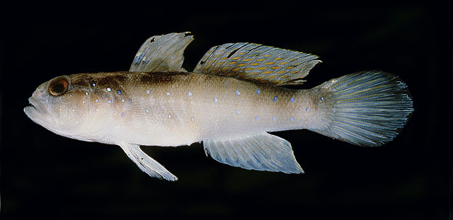 Cryptocentrus cyanospilotus