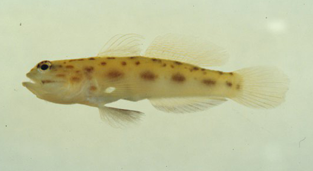 Ctenogobiops formosa