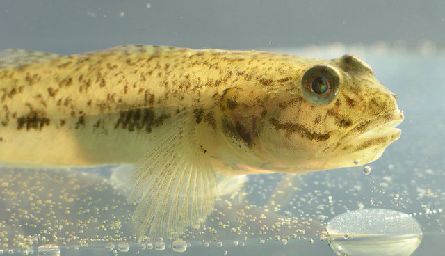 Ctenogobius shufeldti