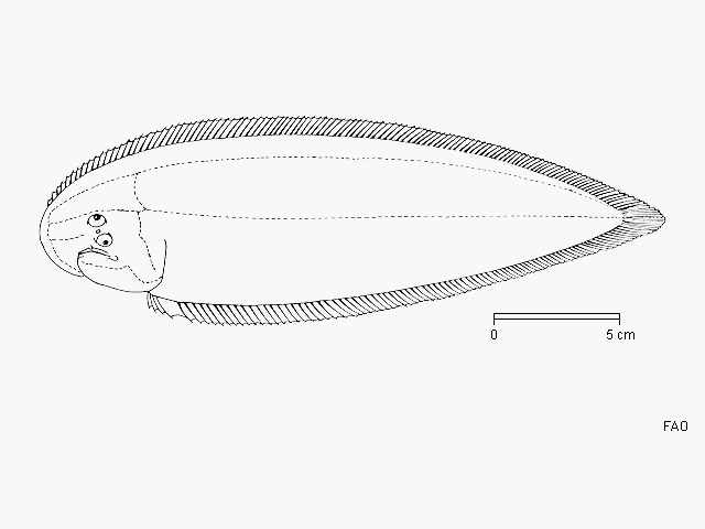 Cynoglossus bilineatus