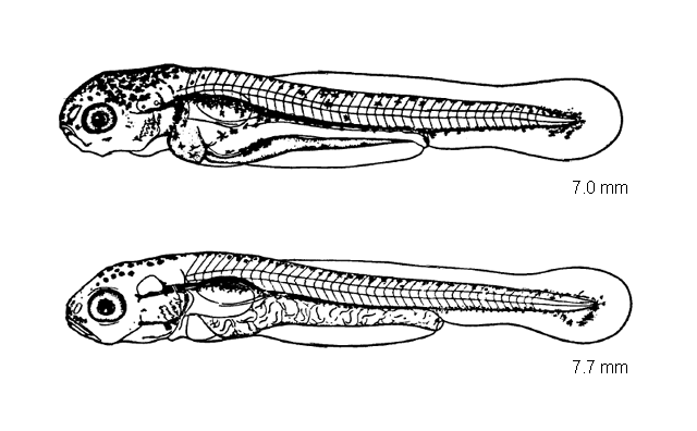 Cyprinus carpio