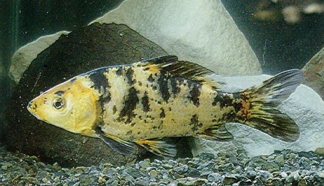 Cyprinus carpio