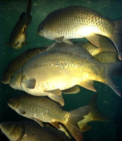 Cyprinus carpio