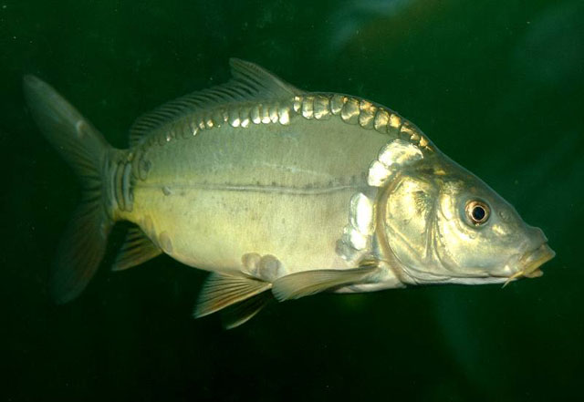 Cyprinus carpio