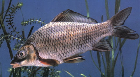 Cyprinus multitaeniatus