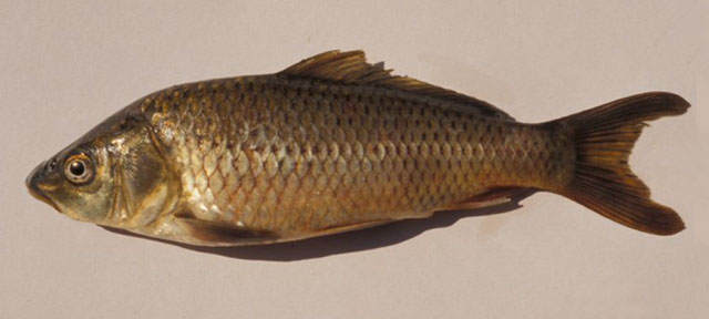 Cyprinus rubrofuscus