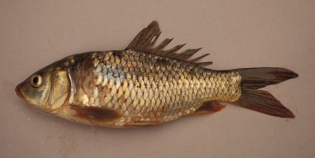 Cyprinus rubrofuscus