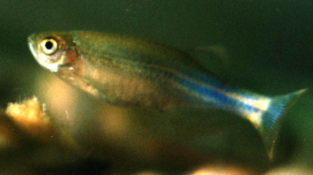 Danio albolineatus