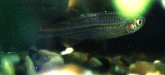 Danio albolineatus