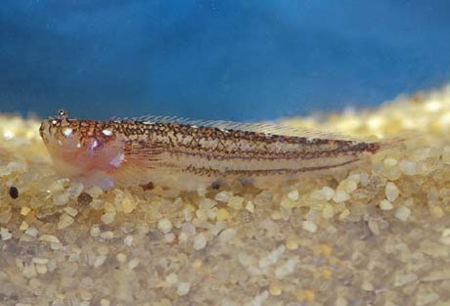 Dactyloscopus byersi