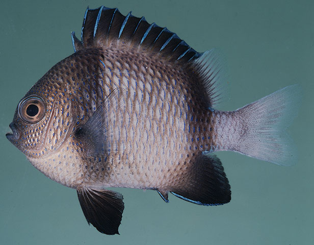 Dascyllus reticulatus