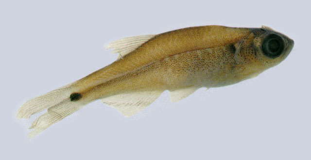 Danio feegradei