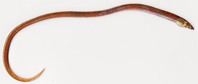 Dalophis imberbis