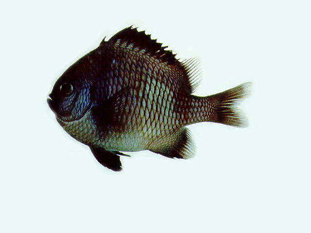 Dascyllus reticulatus