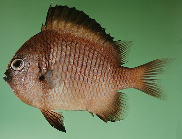 Dascyllus reticulatus