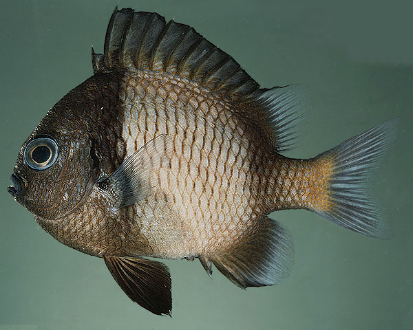 Dascyllus reticulatus