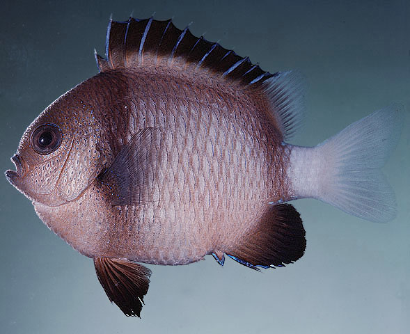 Dascyllus reticulatus