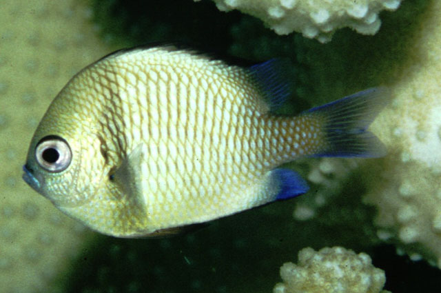 Dascyllus reticulatus