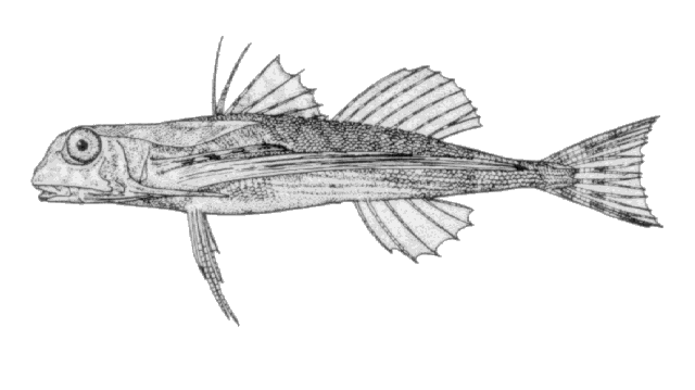 Dactylopterus volitans