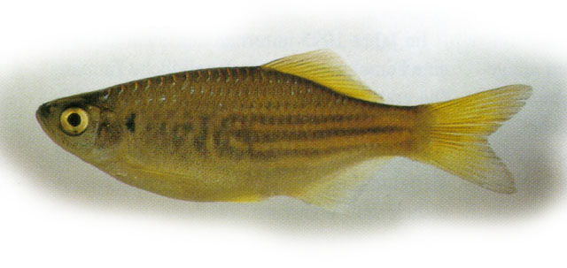 Devario strigillifer