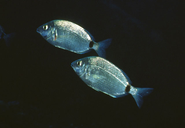 Diplodus annularis