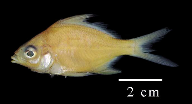 Diapterus auratus