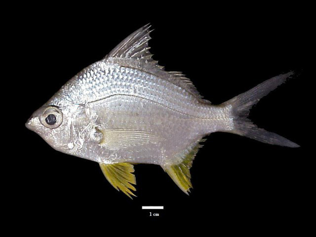 Diapterus brevirostris