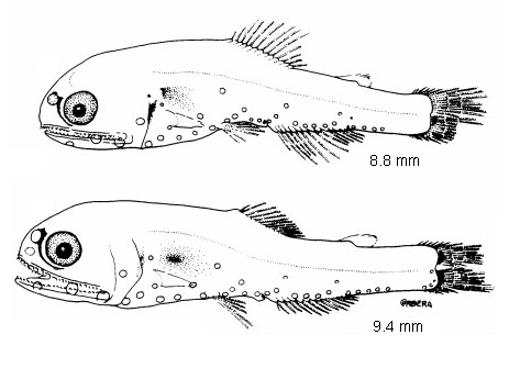 Diaphus diadematus