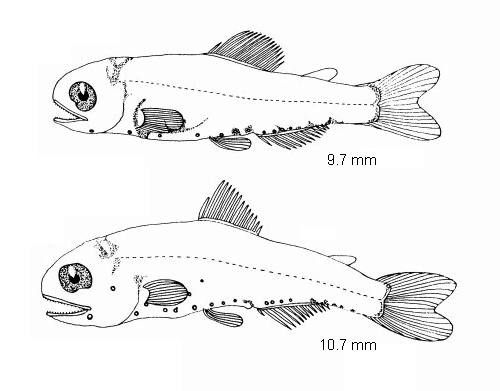 Diaphus hudsoni