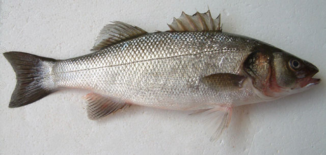 Dicentrarchus labrax