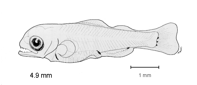 Diaphus pacificus