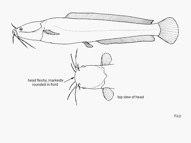 Bathyclarias rotundifrons